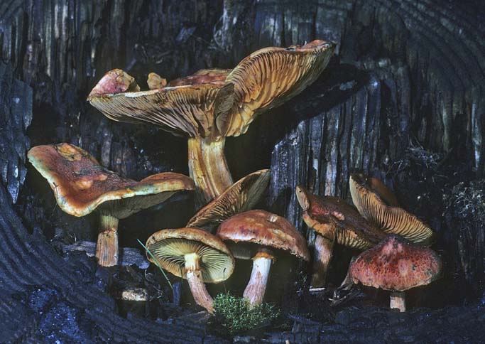 Gymnopilus aeruginosus